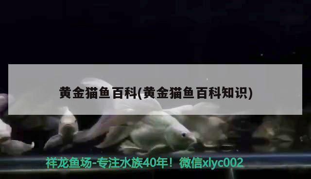 黃金貓魚百科(黃金貓魚百科知識)