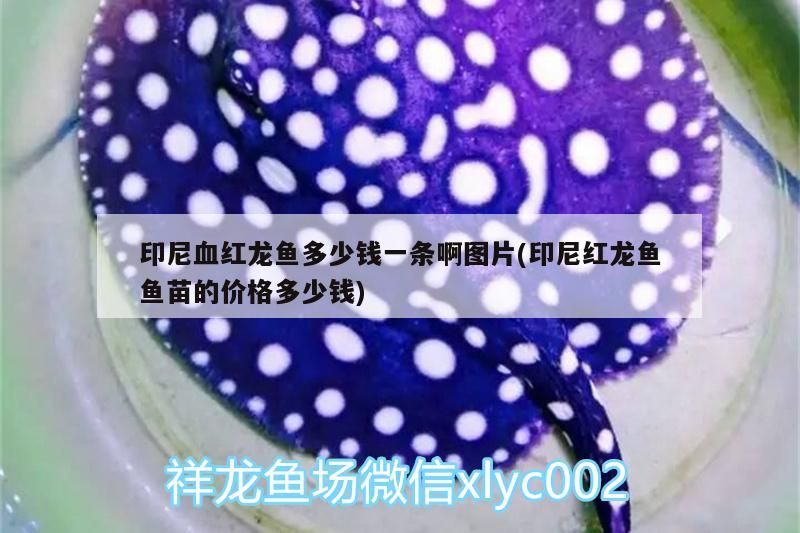 印尼血紅龍魚多少錢一條啊圖片(印尼紅龍魚魚苗的價格多少錢)