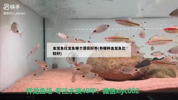 金龍魚 紅龍魚 哪個漂亮：金龍魚與紅龍魚的區別