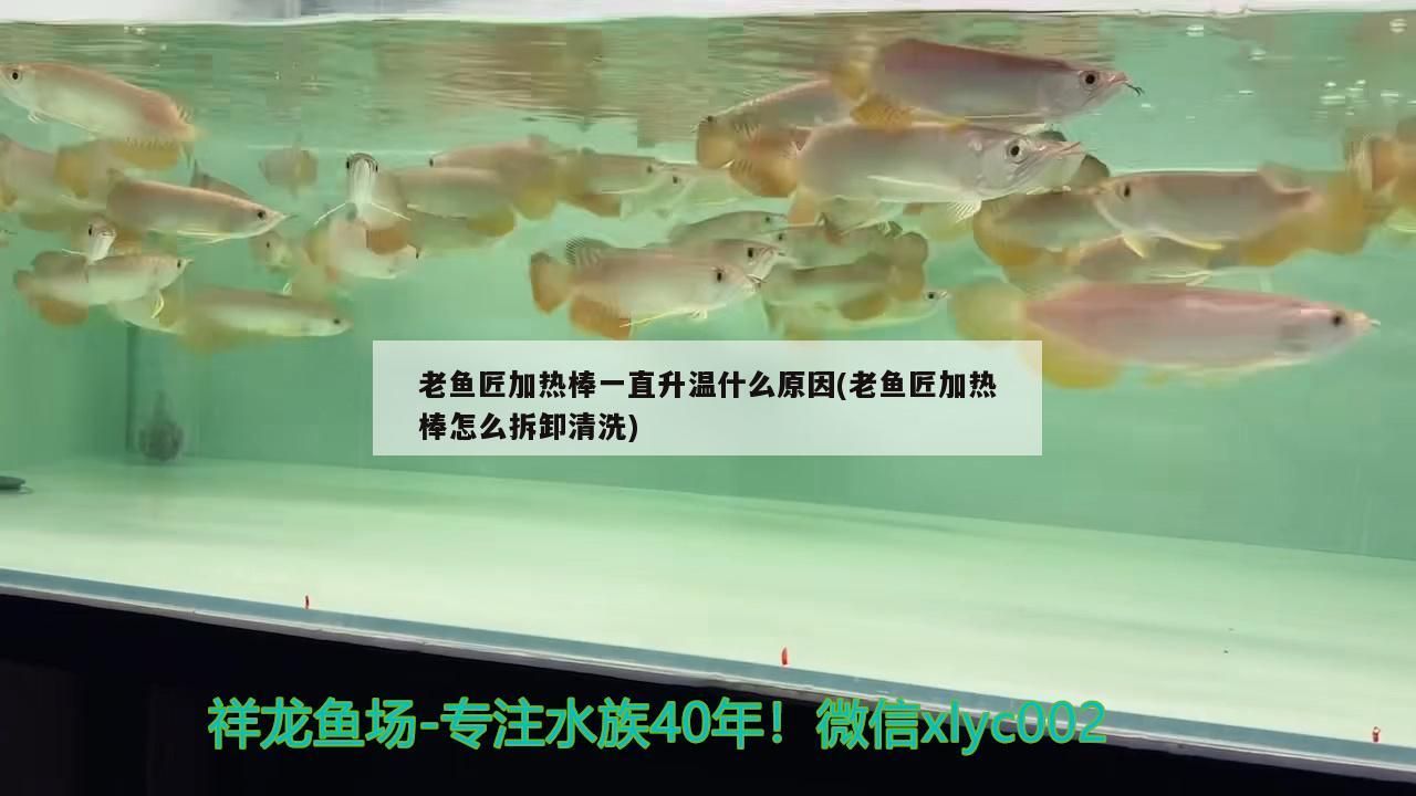 老魚匠加熱棒一直升溫什么原因(老魚匠加熱棒怎么拆卸清洗)