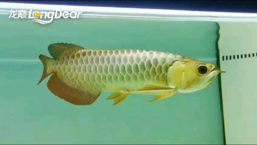 轉發590 轉發590 龍魚論壇 第1張