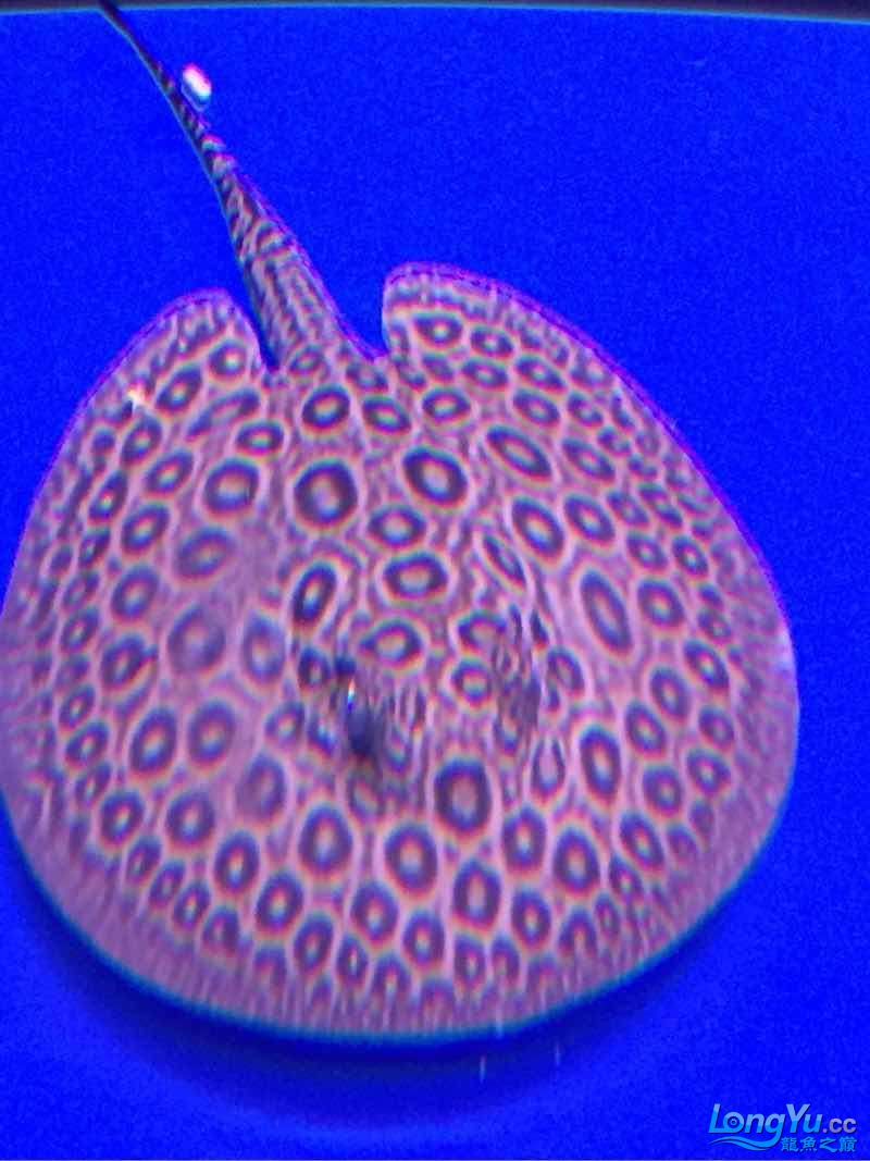魚生病了大家給看看