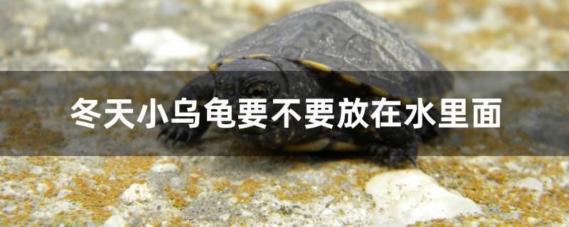 冬天小烏龜要不要放在水里面