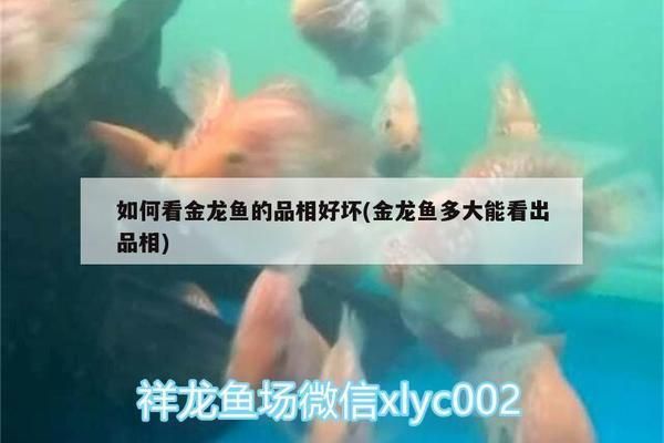 過背金龍魚怎么看品相好壞：如何判斷過背金龍魚的品相好壞