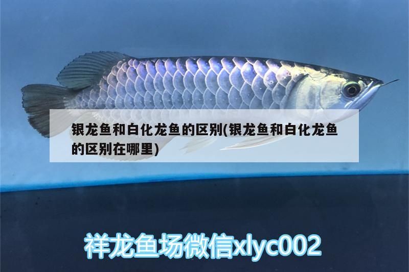銀龍魚和白化龍魚的區別(銀龍魚和白化龍魚的區別在哪里)