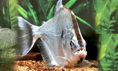 虎魚紋路變淡的原因是什么：虎魚的紋路變淡可能與環境因素有關，虎魚紋路變淡的原因是什么