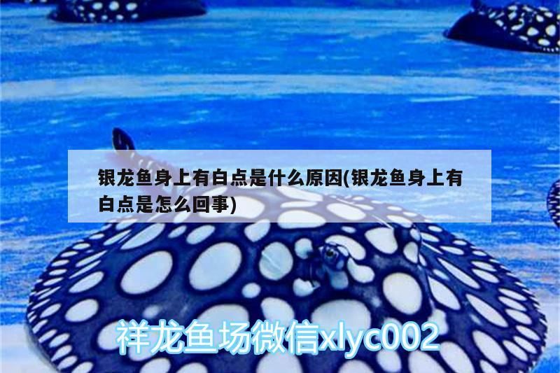 銀龍魚身上有白點是什么原因(銀龍魚身上有白點是怎么回事) 銀龍魚身上有白點是什么原因(銀龍魚身上有白點是怎么回事) 銀龍魚百科