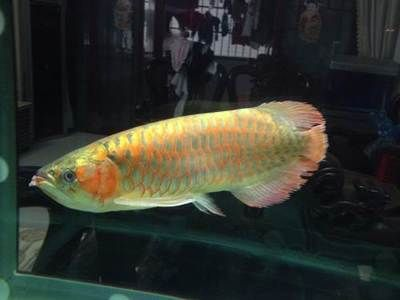 2024廣州觀賞魚展：2024廣州漁業展概述