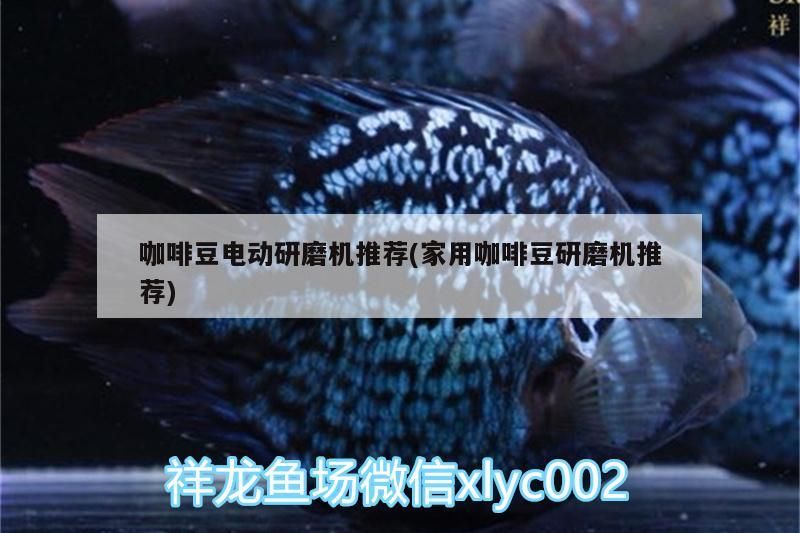 咖啡豆電動(dòng)研磨機(jī)推薦(家用咖啡豆研磨機(jī)推薦)