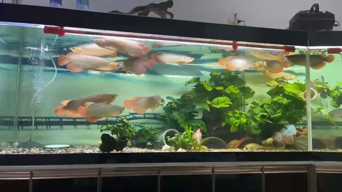 綠植做了些微調還是不怎么滿意。