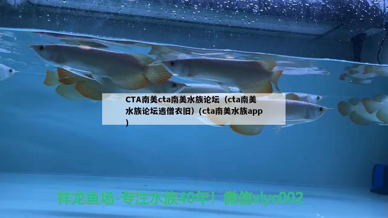 CTA南美cta南美水族論壇（cta南美水族論壇逃僧衣舊）(cta南美水族app) CTA南美cta南美水族論壇（cta南美水族論壇逃僧衣舊）(cta南美水族app) iwish愛唯希品牌魚缸