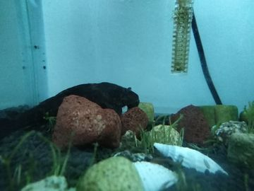 804545的魚缸用多大W加熱棒：80,45的魚缸加熱棒功率在300w到500w之間