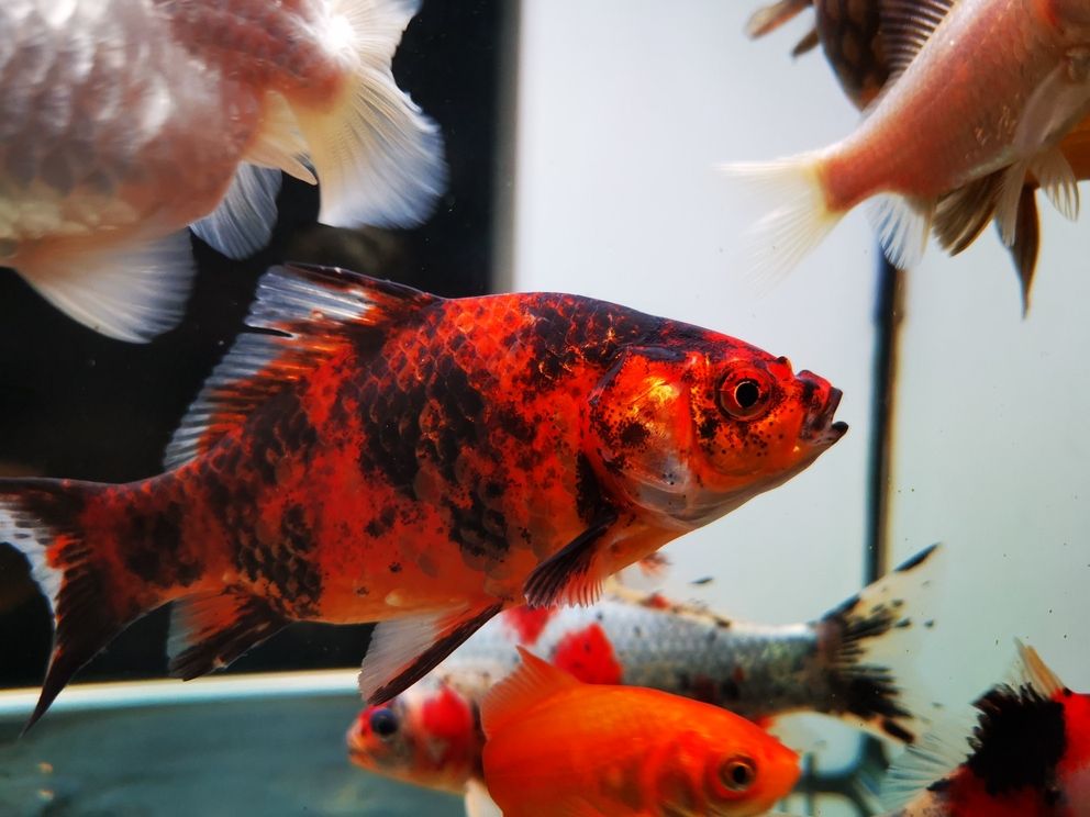七月份的魚(yú)
