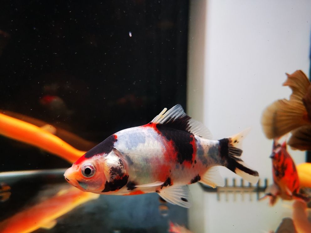 七月份的魚(yú)