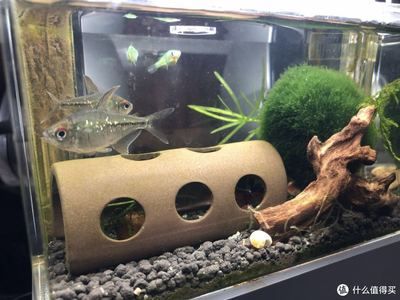 可麗愛魚缸到底好不好養魚（可麗愛魚缸到底好不好養魚呢）