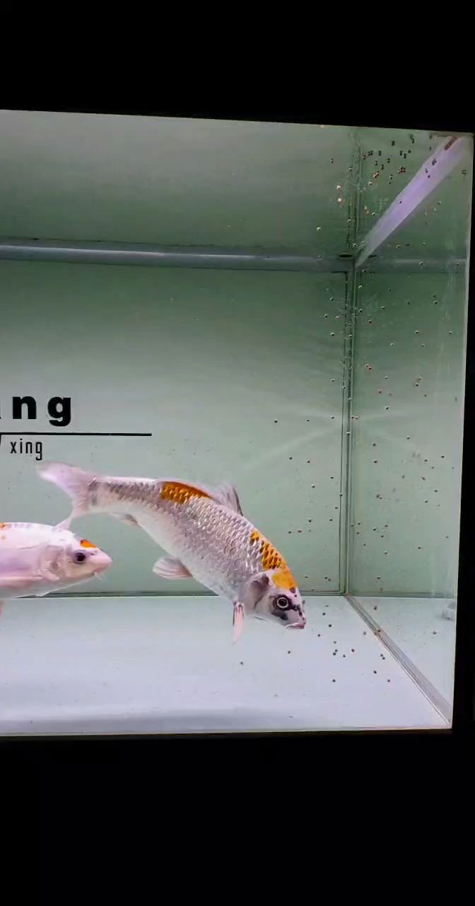 記錄三個(gè)亮魚 記錄三個(gè)亮魚 龍魚論壇