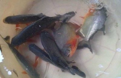 虎魚身上有紅疙瘩圖片：虎魚身上出現紅疙瘩怎么辦 虎魚身上有紅疙瘩圖片：虎魚身上出現紅疙瘩怎么辦 虎魚百科 第1張
