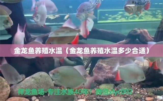 金龍魚夏季最佳水溫范圍：金龍魚夏季最佳水溫范圍是多少