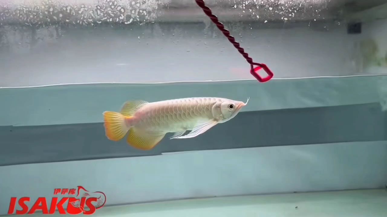 優美飄逸的紅龍 優美飄逸的紅龍 龍魚論壇