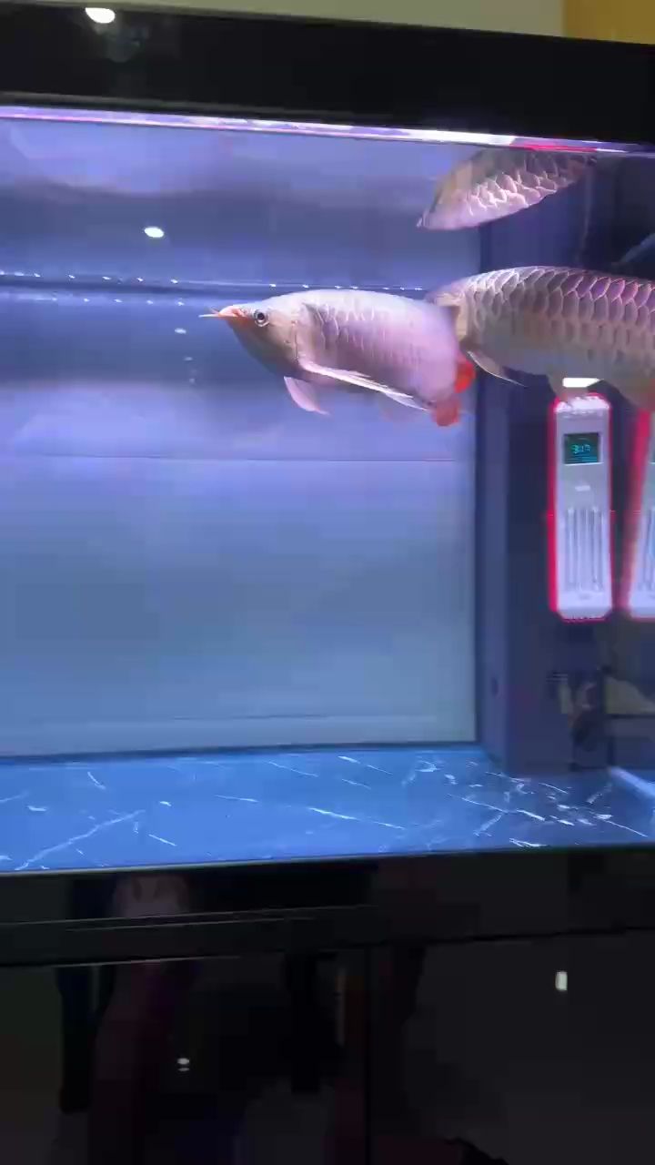 觀賞魚 下大白片治療外寄 蛋白蟲 龍魚論壇 下大白片治療外寄 蛋白蟲 下大白片治療外寄 蛋白蟲 龍魚論壇