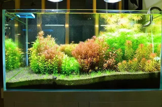 膠州觀賞魚批發基地（ 膠州觀賞魚市場）