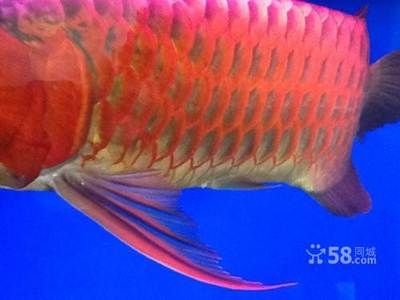 吉印插排i8怎樣連接手機（吉印插排i8s怎么連接）