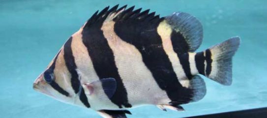 魟魚食量大嗎能吃嗎：魟魚的食量大嗎？
