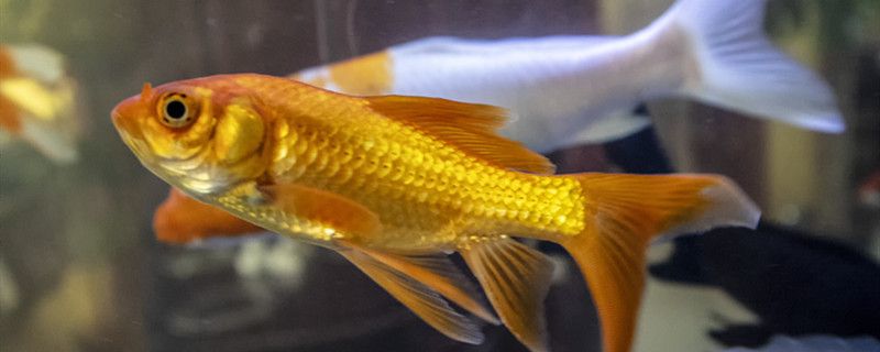 魚缸擺放在西北方（魚缸擺放在西北方好嗎）