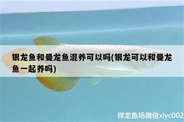銀龍魚和曼龍魚混養可以嗎(銀龍可以和曼龍魚一起養嗎)