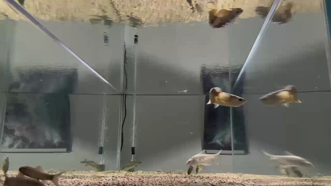 第二周 第二周 龍魚論壇