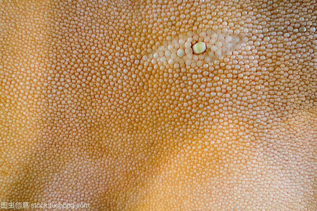 魟魚底部發紅皮膚表面感染：魟魚底部發紅可能是局部充血的癥狀， 魟魚底部發紅皮膚表面感染：魟魚底部發紅可能是局部充血的癥狀， 魟魚百科 第3張