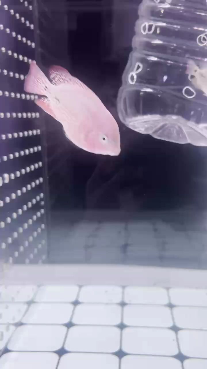 52天了 52天了 龍魚論壇