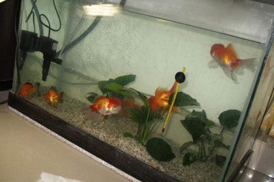 60魚缸養金魚：60厘米的魚缸養金魚的數量和種類來決定魚缸的養殖