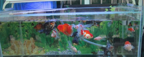 60魚缸養金魚：60厘米的魚缸養金魚的數量和種類來決定魚缸的養殖