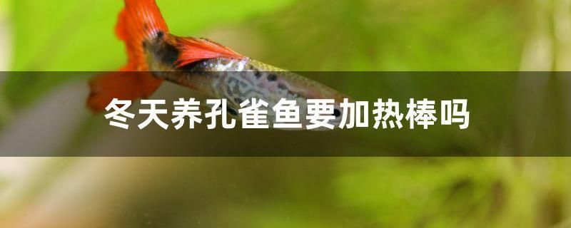 冬天養(yǎng)孔雀魚要加熱棒嗎