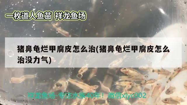 永陽金魚基地有哪些特色金魚品種，永陽金魚基地有哪些特色金魚品種？