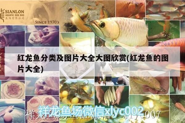 白子招財龍魚吃什么vs祥龍魚場：白子招財龍魚和祥龍魚場在飲食方面有所不同 白子招財龍魚吃什么vs祥龍魚場：白子招財龍魚和祥龍魚場在飲食方面有所不同 vs祥龍魚場 第2張