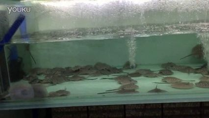 廣州魟魚繁殖場：關于廣州魟魚繁殖場搜索結果，養殖戶提供了有力支持