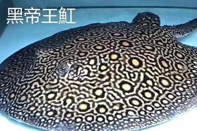 魟魚哪種好看又好養活：魟魚哪種好看
