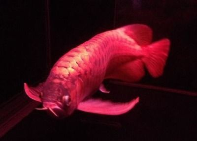 紅龍魚怎么分公母：如何區分紅龍魚公母