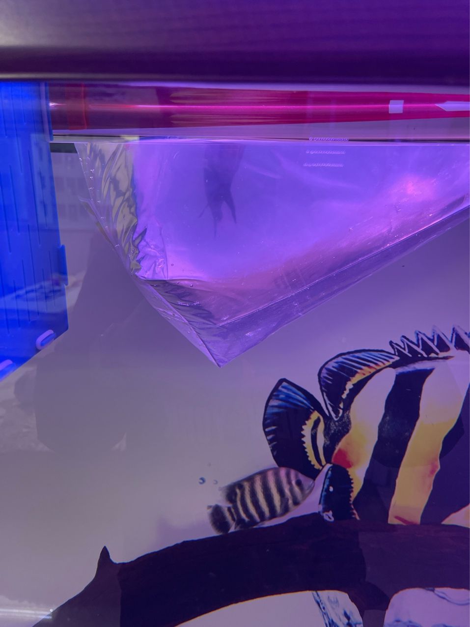 虎魚650?100運費 虎魚650?100運費 龍魚論壇 第1張