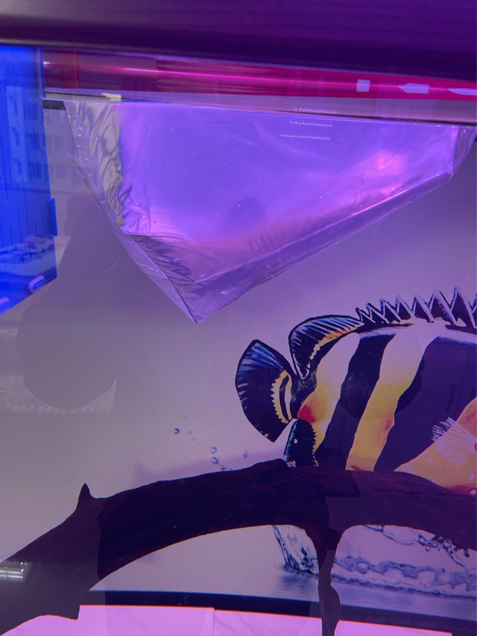 虎魚650?100運費 虎魚650?100運費 龍魚論壇 第2張