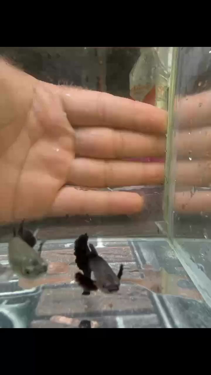 龍魚干蝦有營養嗎 水墨大耳孔雀魚#孔雀魚#高端孔雀魚#稀有孔雀魚 龍魚論壇 水墨大耳孔雀魚#孔雀魚#高端孔雀魚#稀有孔雀魚 水墨大耳孔雀魚#孔雀魚#高端孔雀魚#稀有孔雀魚 龍魚論壇