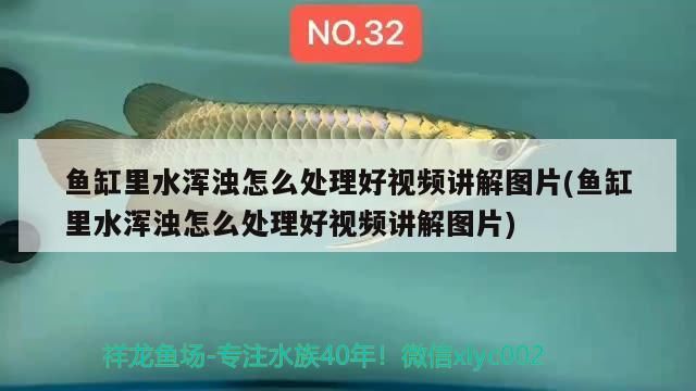 魚缸里水渾濁怎么處理好視頻講解圖片(魚缸里水渾濁怎么處理好視頻講解圖片) 魚缸里水渾濁怎么處理好視頻講解圖片(魚缸里水渾濁怎么處理好視頻講解圖片) 金龍魚百科