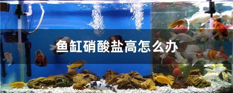 魚缸硝酸鹽高怎么辦