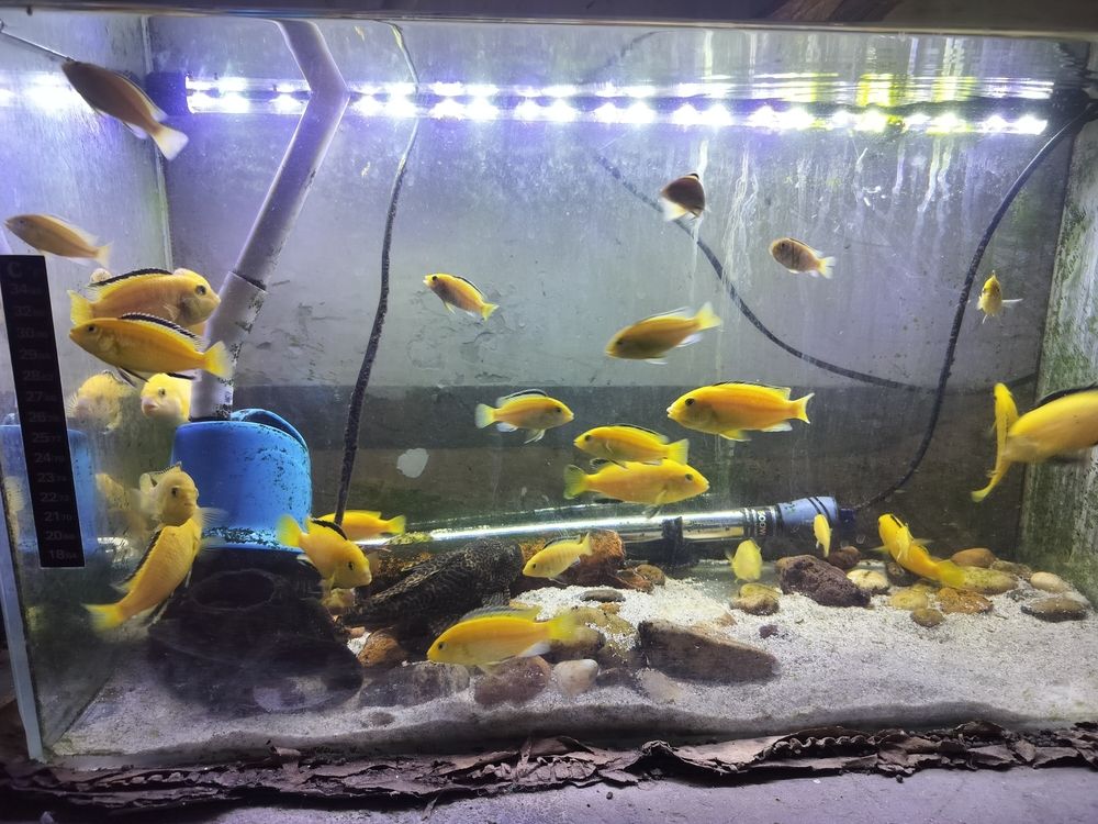 門口的花開的如此鮮艷 門口的花開的如此鮮艷 龍魚論壇 第3張