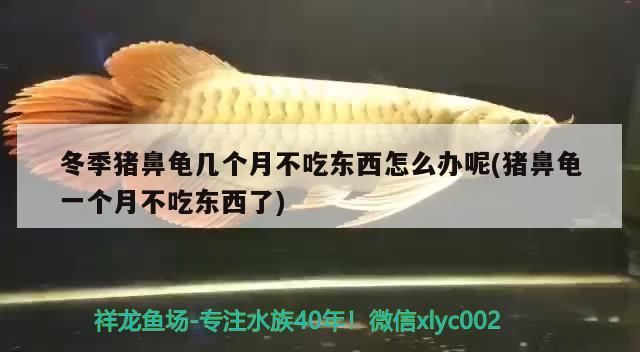 冬季豬鼻龜幾個月不吃東西怎么辦呢(豬鼻龜一個月不吃東西了)