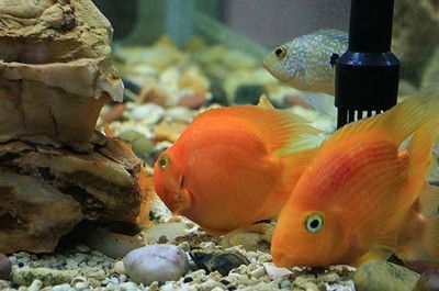 600魚缸需放幾支慶大霉素：600公斤的魚缸里放慶大霉素有什么用360問答
