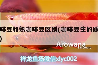 生咖啡豆和熟咖啡豆區別(咖啡豆生的跟熟的區別)