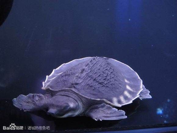 豬鼻龜吧 百度貼吧：豬鼻龜怎么養？